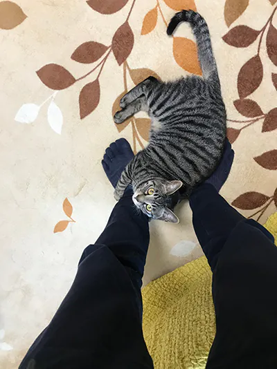 新発田市Y様邸水まわり・ペット対応リフォーム後_成長した猫