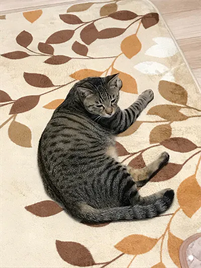 新発田市Y様邸水まわり・ペット対応リフォーム後_大きくなった猫