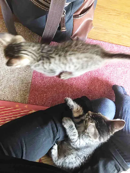 新発田市Y様邸水まわり・ペット対応リフォーム_子猫