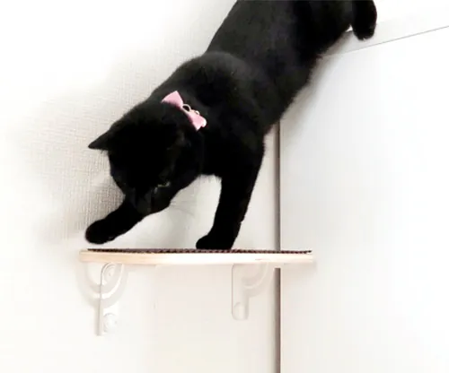 キャットステップ