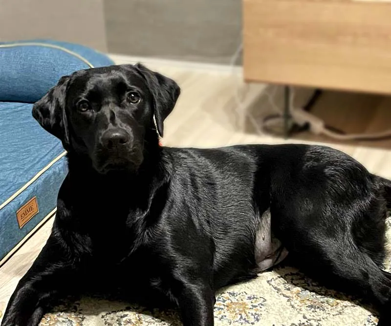 新潟市北区T様邸　ペット対応リフォーム_穴をほった本犬