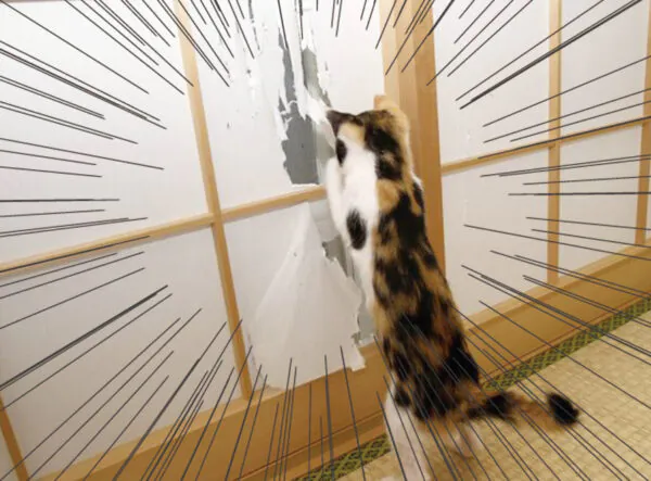 障子を破る猫