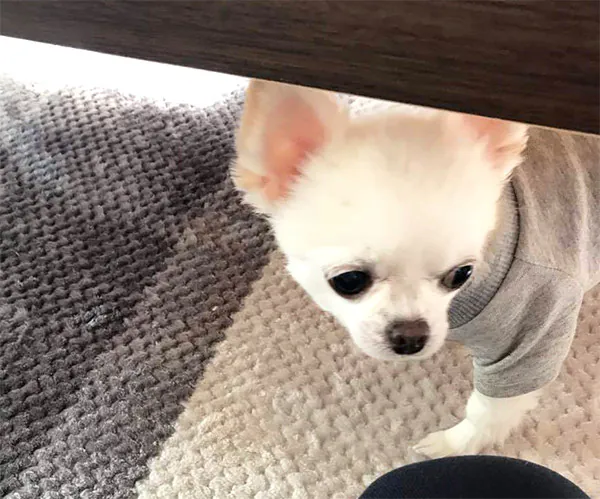新潟市北区キッチンリフォーム後_犬さん
