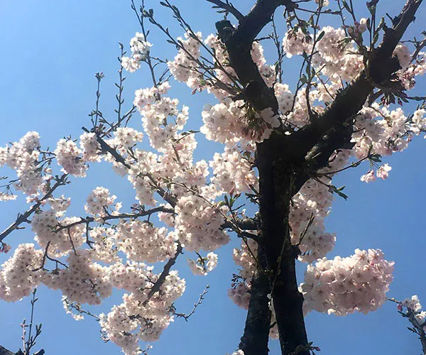 桜