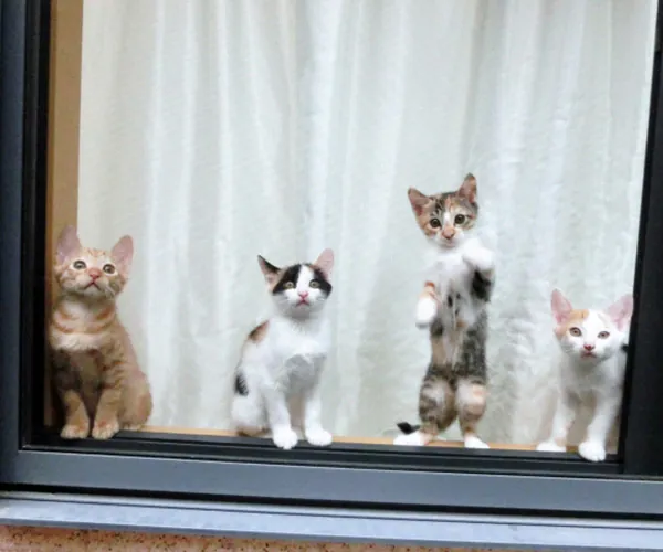 網戸に群がる猫