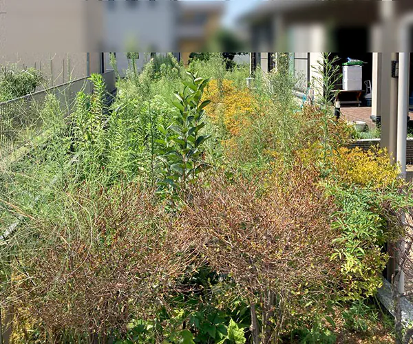 新潟市北区S様邸　お庭リフォーム前_雑草