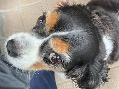 新潟市北区H様邸 屋根リフォーム|新潟市北区、東区、江南区、聖籠町、新発田市、阿賀野市のリフォーム